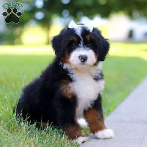 Indy, Mini Bernedoodle Puppy